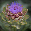 Cynara scolymus Gemuese-Artischocke Globe Artichoke 2.jpg