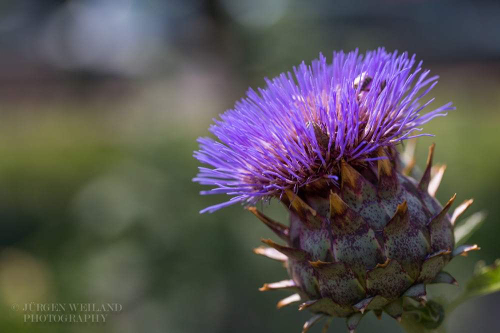 Cynara scolymus Gemüse-Artischocke Globe Artichoke 2.jpg