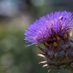 Cynara scolymus Gemüse-Artischocke Globe Artichoke 2.jpg