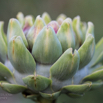 Cynara scolymus Gemüse-Artischocke Globe Artichoke.jpg