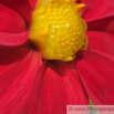 Dahlia coccinea Dahlie Mexiko Dahlia_1.jpg