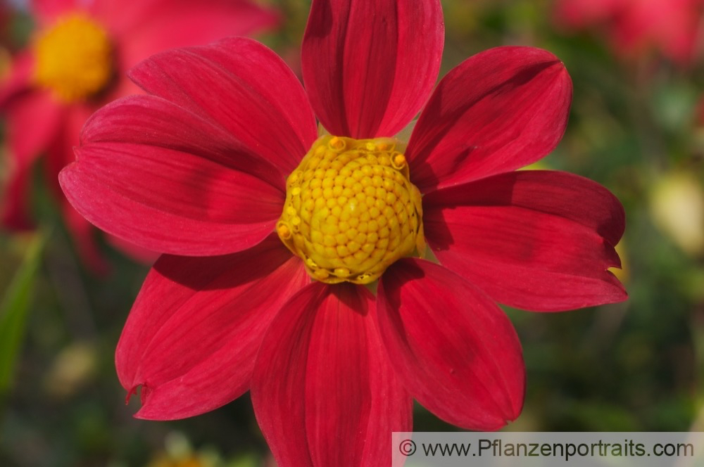 Dahlia coccinea Dahlie Mexiko Dahlia.jpg