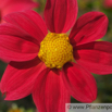 Dahlia coccinea Dahlie Mexiko Dahlia.jpg