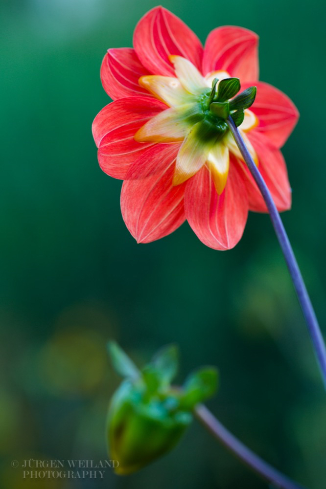 Dahlia pinnata Grossfiedrige Dahlie 2.jpg