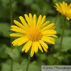 Doronicum columnae Herzblaettrige Gaemswurz  Leopards Bane.jpg