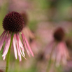 Echinacea angustifolia Narrow leaved purple coneflower.jpg