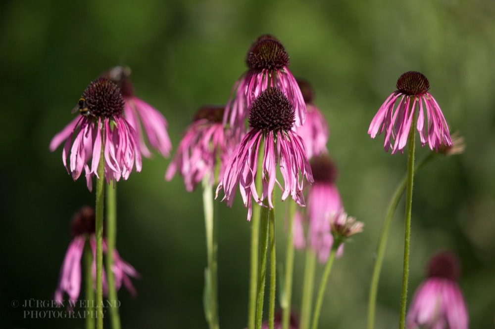 Echinacea angustifolia Schmalblättriger Igelkopf Narrow-leaved purple coneflower.jpg