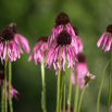 Echinacea angustifolia Schmalblättriger Igelkopf Narrow-leaved purple coneflower.jpg