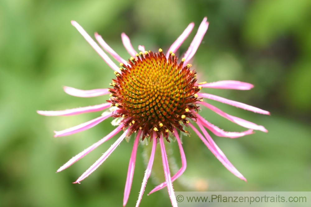 Echinacea pallida Scheinsonnenhut Cone Flower.jpg