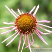 Echinacea pallida Scheinsonnenhut Cone Flower.jpg