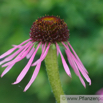 Echinacea pallida Scheinsonnenhut Cone Flower1.jpg