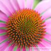 Echinacea purpurea Purpurblumiger Sonnenhut Purple Cone Flower 1.jpg