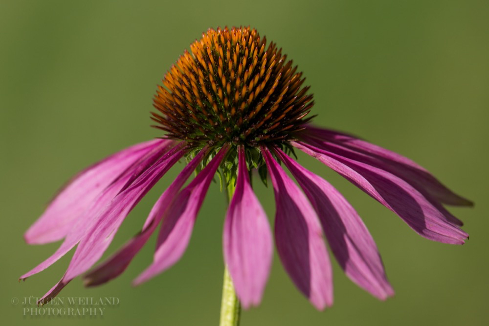 Echinacea purpurea Purpurblumiger Sonnenhut Purple Cone Flower.jpg