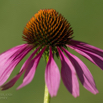 Echinacea purpurea Purpurblumiger Sonnenhut Purple Cone Flower.jpg