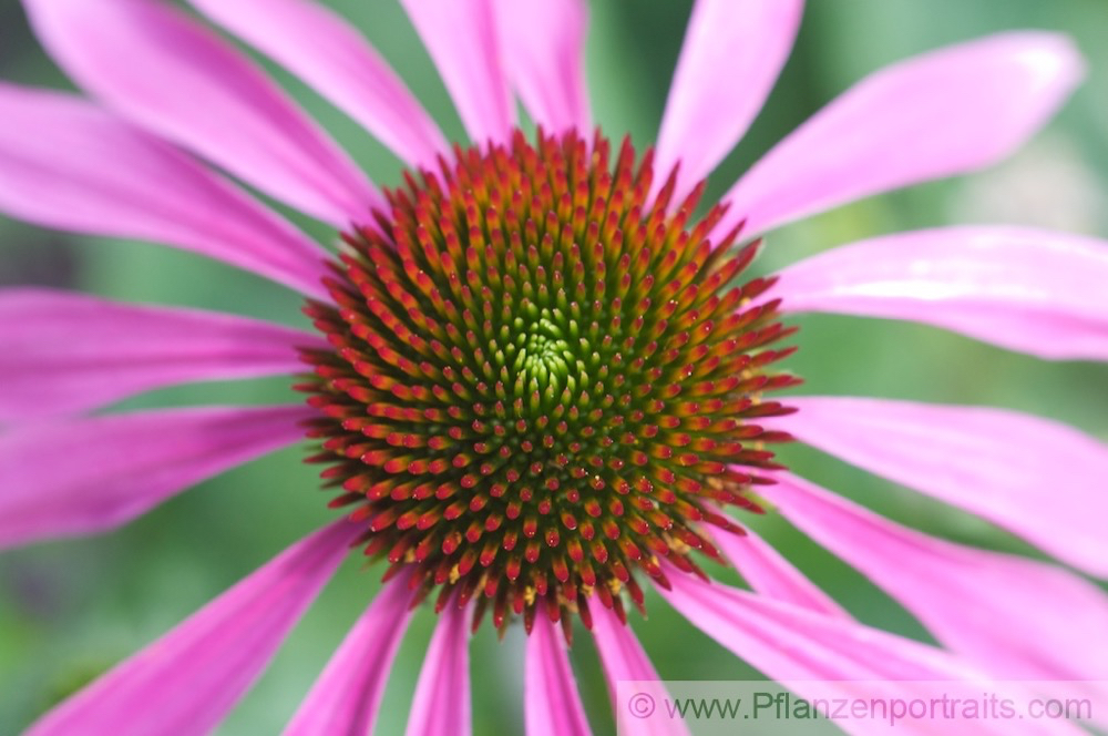 Echinaceae purpurea Purpurblumiger Sonnenhut Purple Cone Flower 2.jpg