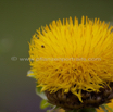 Echinops exaltatus Russische Kugeldistel Russian Globe Thistle1.jpg