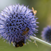 Echinops ritro Kugeldistel Globe Thistle-2.jpg