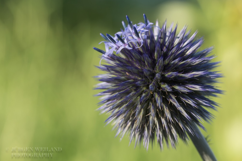 Echinops ritro Kugeldistel Globe Thistle.jpg