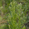 Erigeron Berufkraut Fleabane 2.jpg