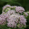 Eupatorium cannabinum Wasserhanf Hemp Agrimony 2.jpg