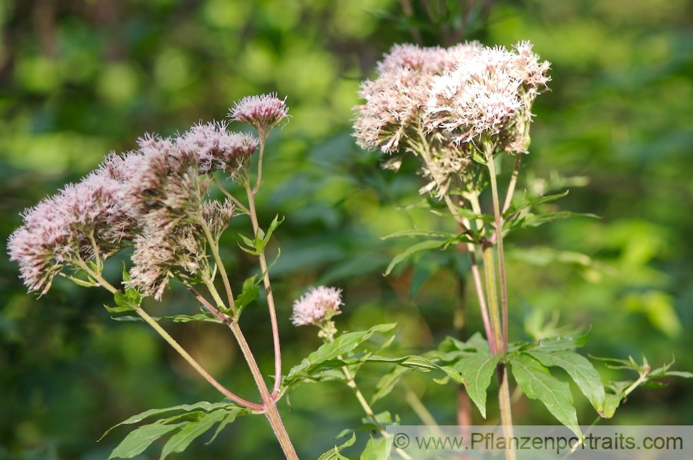 Eupatorium cannabinum Wasserhanf Hemp Agrimony 3.jpg