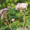 Eupatorium cannabinum Wasserhanf Hemp Agrimony 3.jpg