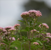 Eupatorium cannabinum Wasserhanf Hemp Agrimony.jpg