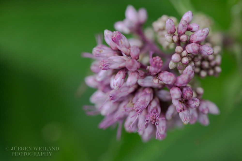 Eupatorium purpureum 2.jpg