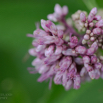 Eupatorium purpureum 2.jpg