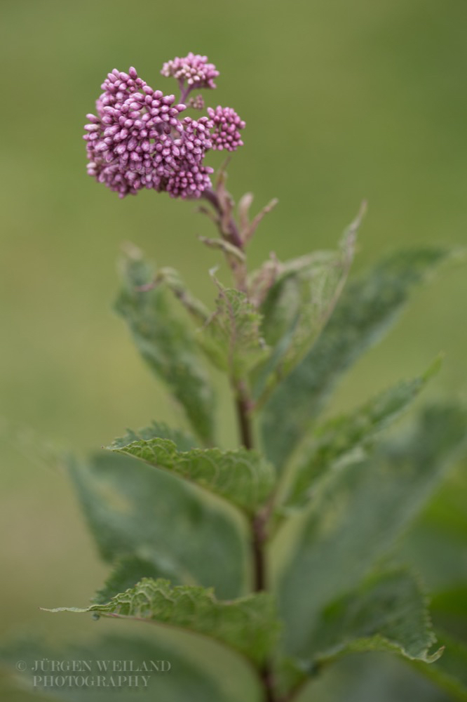 Eupatorium purpureum.jpg