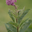 Eupatorium purpureum.jpg