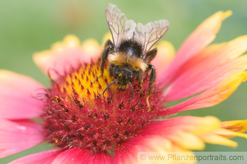 Gaillardia aristata Braunaeugige Kokardenblume Common blanketflower 2.jpg