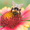 Gaillardia aristata Braunaeugige Kokardenblume Common blanketflower 2.jpg