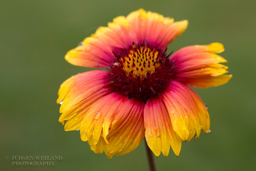 Gaillardia aristata Braunaeugige Kokardenblume Common blanketflower.jpg