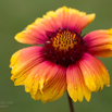 Gaillardia aristata Braunaeugige Kokardenblume Common blanketflower.jpg