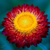 Helichrysum bracteatum Strohblume Golden everlasting 2.jpg