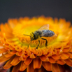 Helichrysum bracteatum Strohblume Golden everlasting.jpg