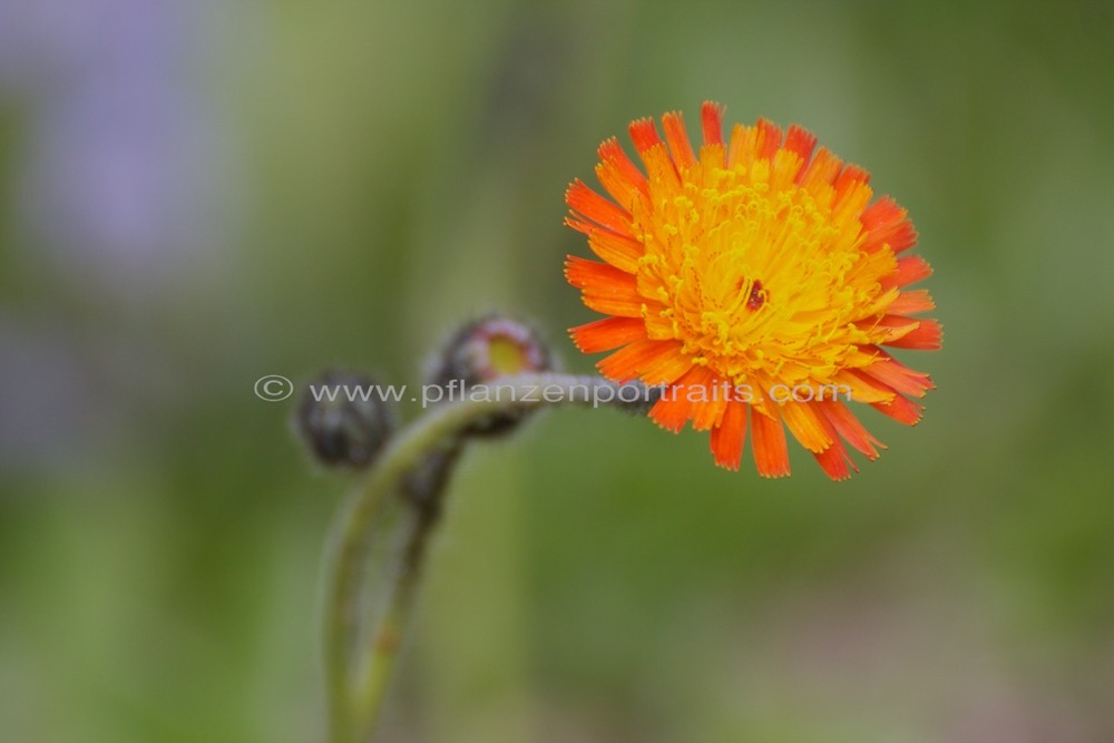 Hieracium aurantiacum Orangerotes Habichtskraut Orange Hawkweed 2.jpg