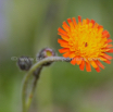 Hieracium aurantiacum Orangerotes Habichtskraut Orange Hawkweed 2.jpg