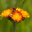 Hieracium aurantiacum Orangerotes Habichtskraut Orange Hawkweed.jpg