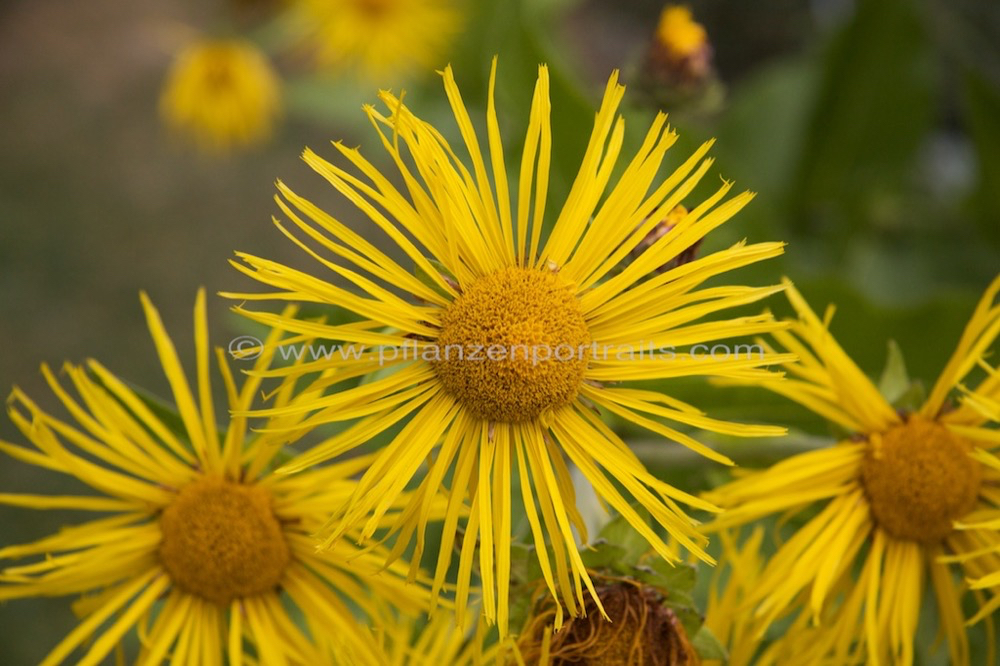 Inula helenium Echter Alant Horse heal.jpg