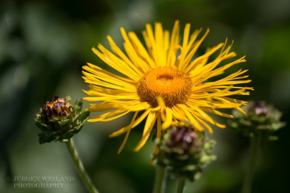 Inula magnifica Grosser Alant Giant Inula 2.jpg