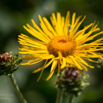 Inula magnifica Grosser Alant Giant Inula 2.jpg