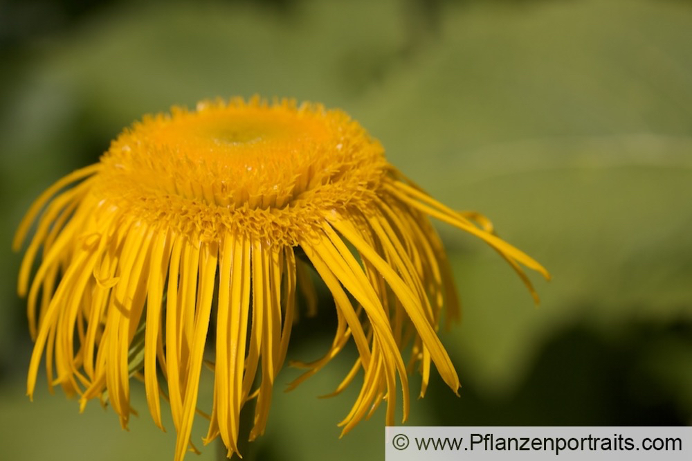 Inula magnifica Grosser Alant Giant Inula 3.jpg