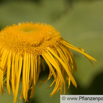 Inula magnifica Grosser Alant Giant Inula 3.jpg