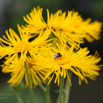 Inula magnifica Grosser Alant Giant Inula.jpg