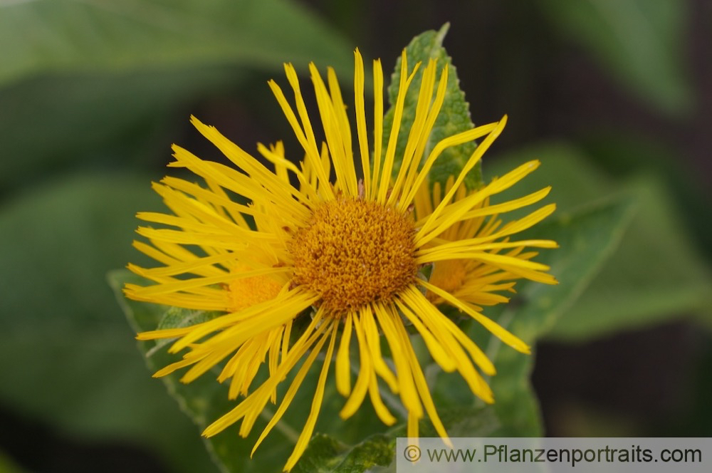 Inula racemosa Himalaya Alant Fleabane.jpg