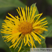 Inula racemosa Himalaya Alant Fleabane.jpg