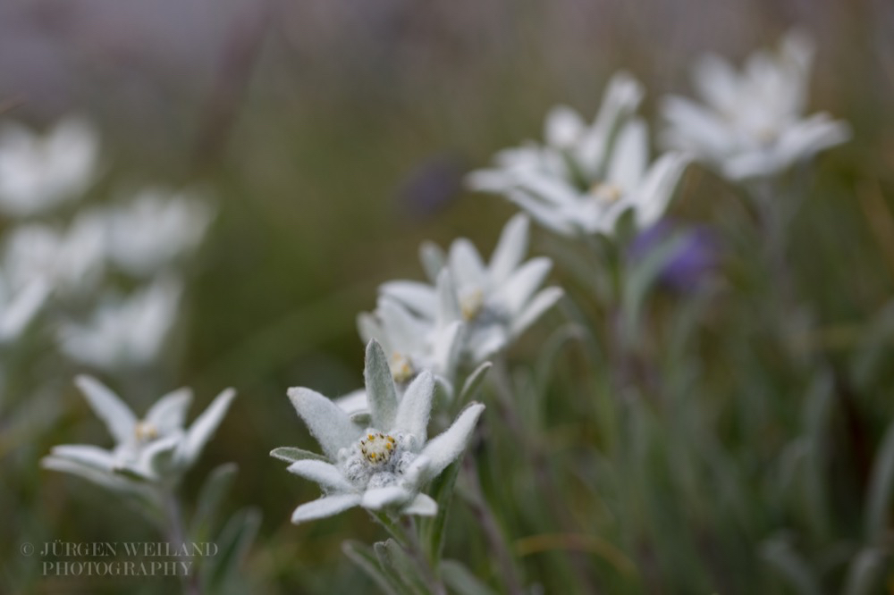 Leontopodium alpinum Edelweiss 2.jpg