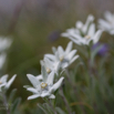 Leontopodium alpinum Edelweiss 2.jpg